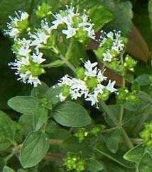 Marjoram flowering