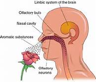 The Nose Knows- Aromatherapy